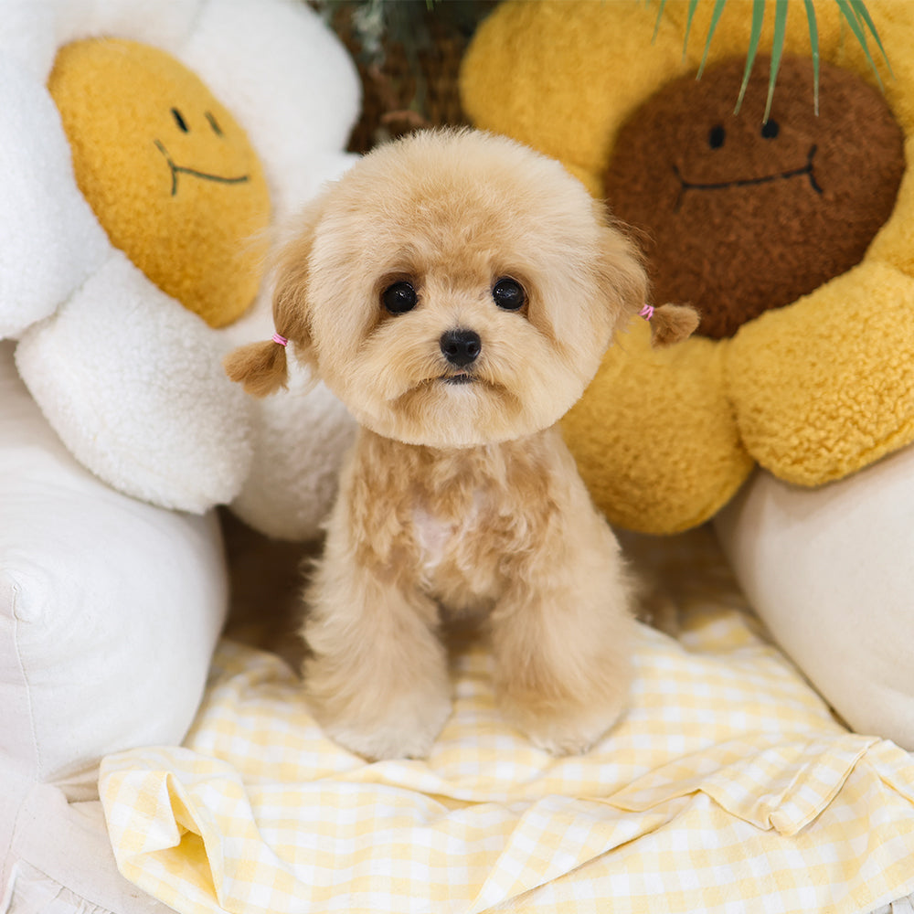 Poodle - Pongki (Female) $3000
