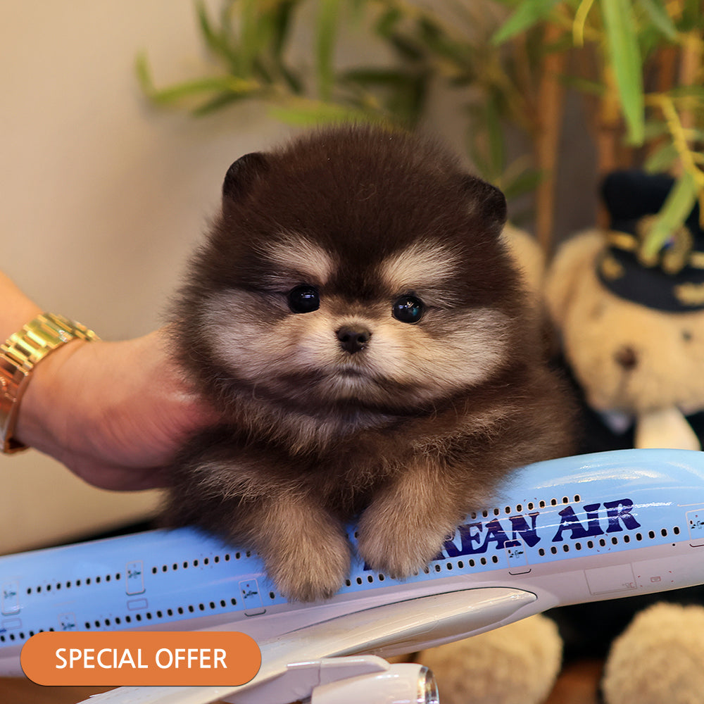 Pomeranian - Beilli (Male) $2400