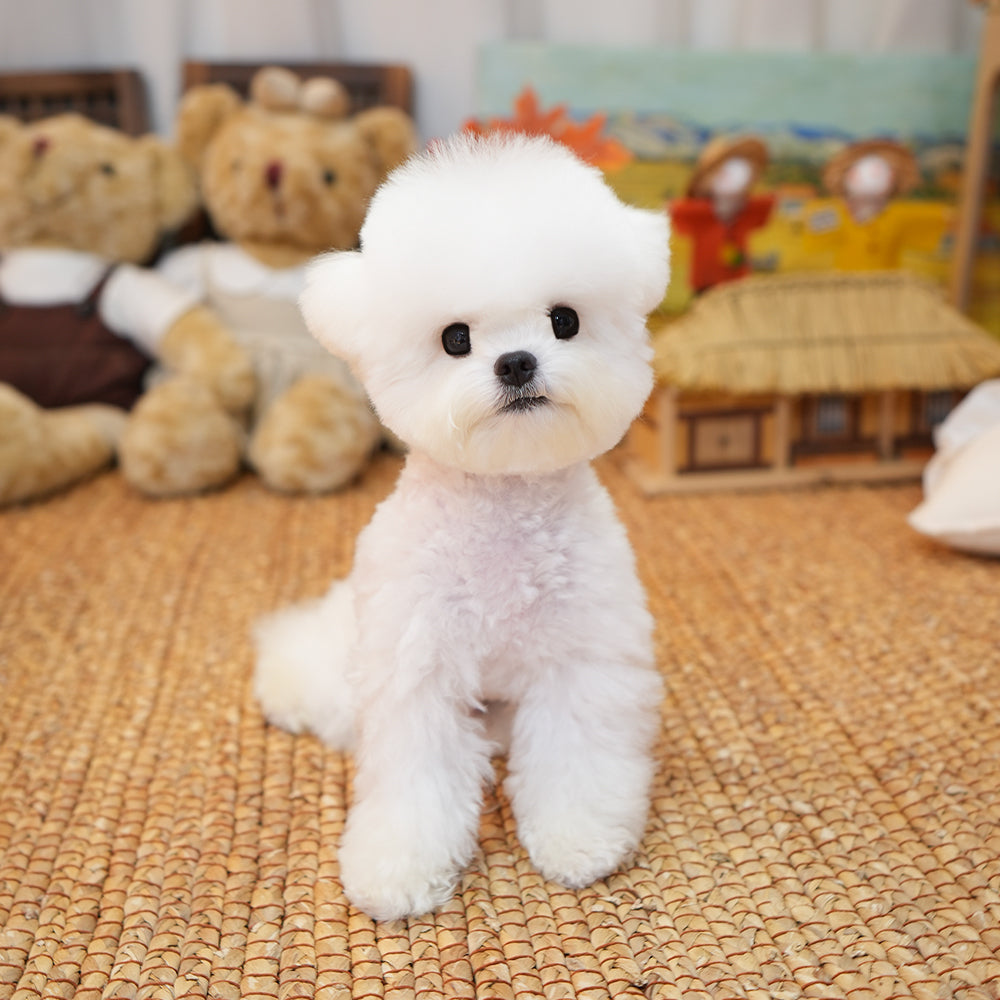 Bichon Frise - Ruka (Male) $ 2500