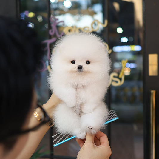 Pomeranian - Sagwa (Male) $3000
