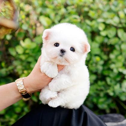 Maltese - Aeni (Female)