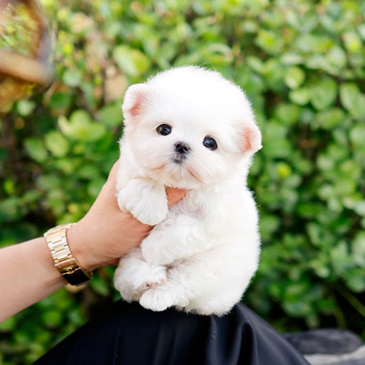 Maltese - Aeni (Female)