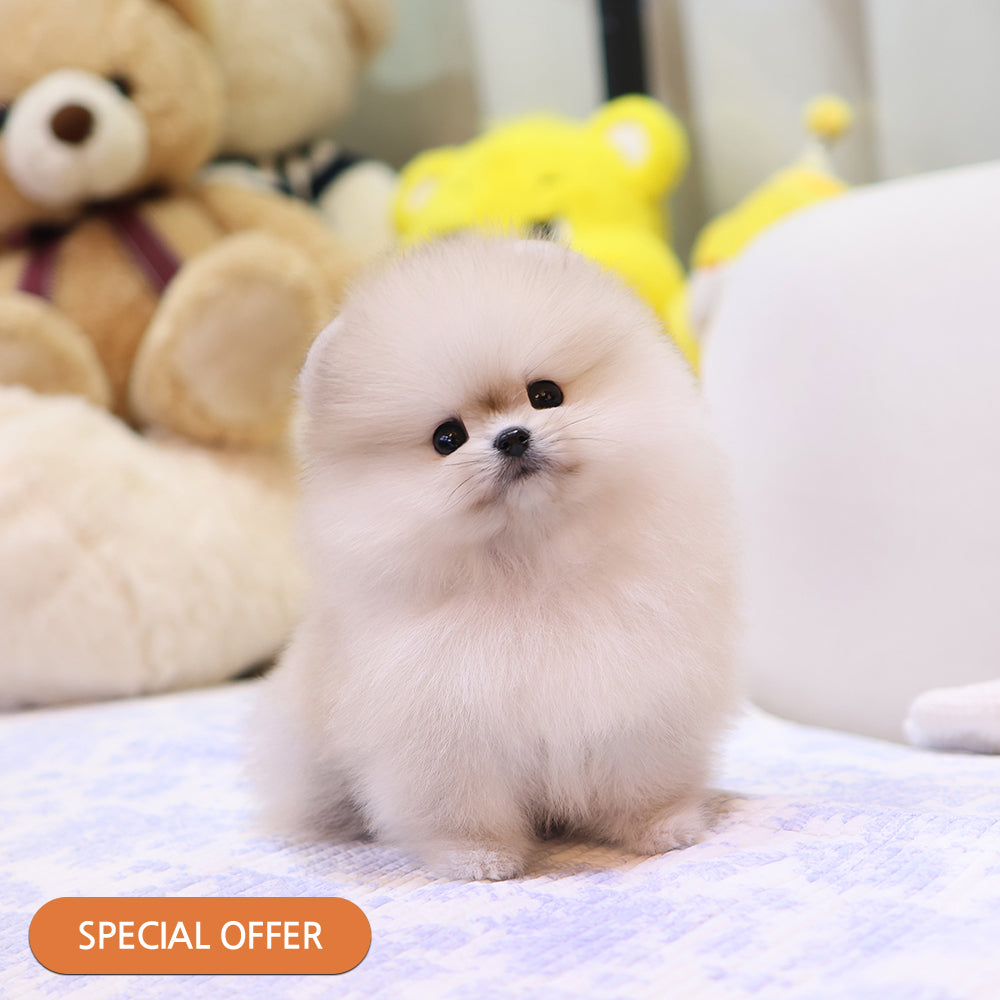 Pomeranian - Kiwi (Female) $2400