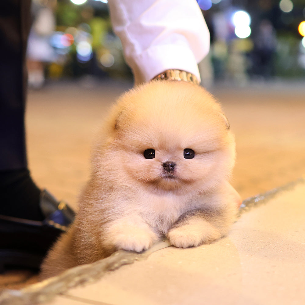 Pomeranian - Ttungtti (Female) $3200