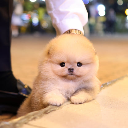 Pomeranian - Ttungtti (Female) $3200