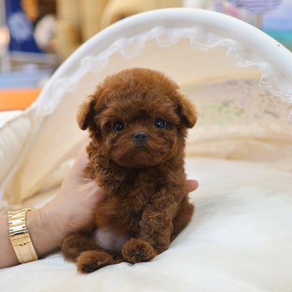 Poodle - Jjojjo (Female) $6300