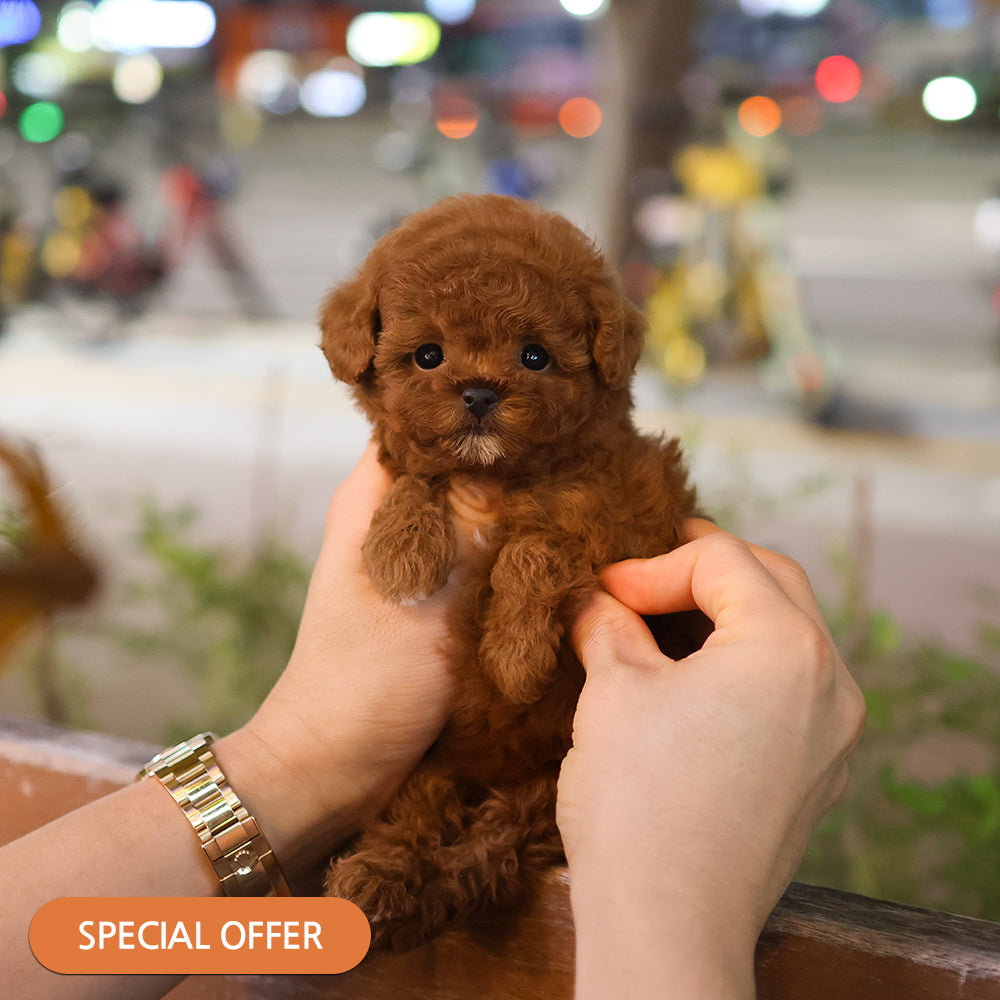 Poodle - Ttori (Female) $2500