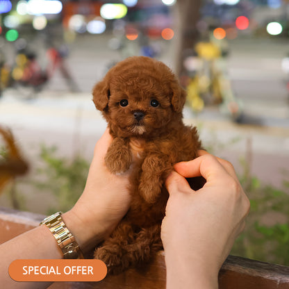 Poodle - Ttori (Female) $2500