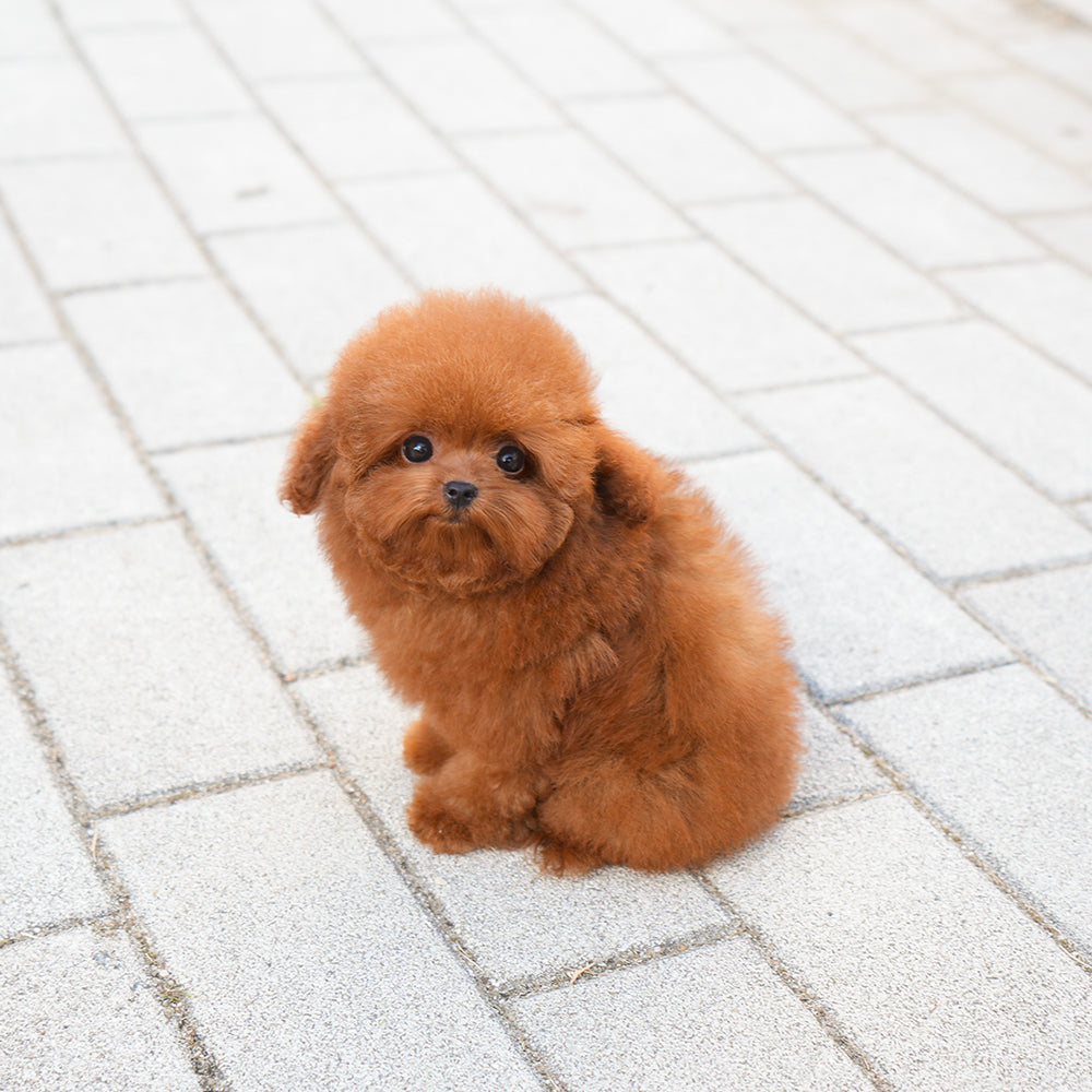 Poodle - Chichi (Female) $4500