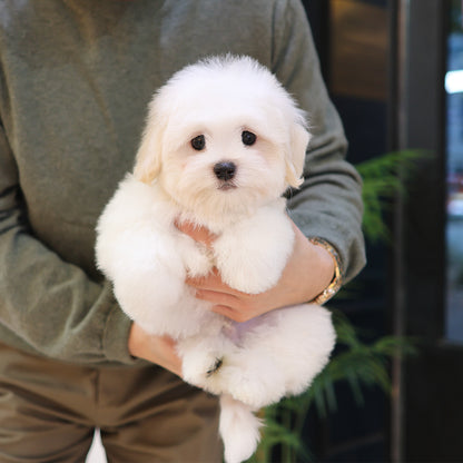 Coton De Tulear - Homi (Male) $5000