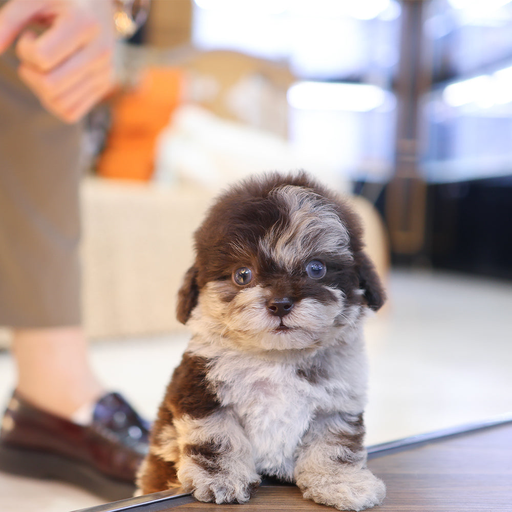 Poodle - Cocoa (Male) $4200