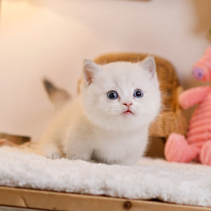 Munchkin - Miri (Male)