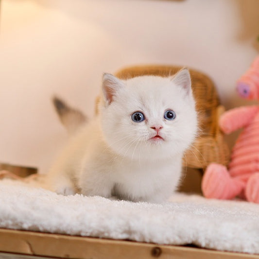 Munchkin - Miri (Male)