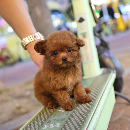 Poodle - Kongkong (Female) $2600