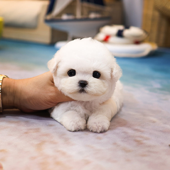 Teacup Bichon Frise female puppy available at Cute Ptiga