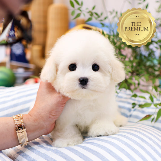 Coton de Tulear -Ttoyang (Male) $4200