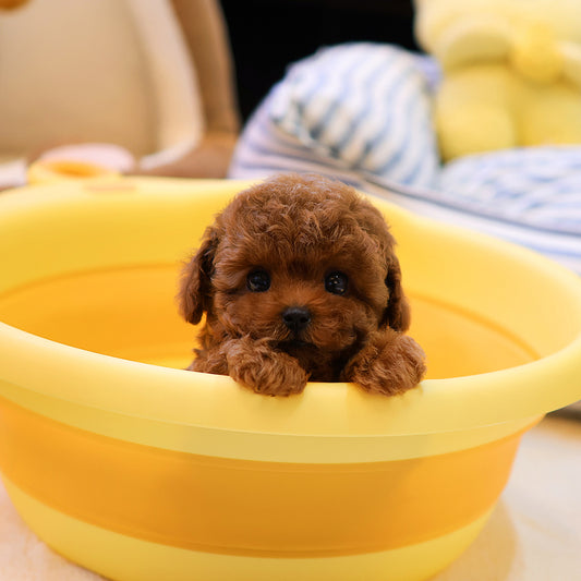 Poodle - Tijen (Female) $3400