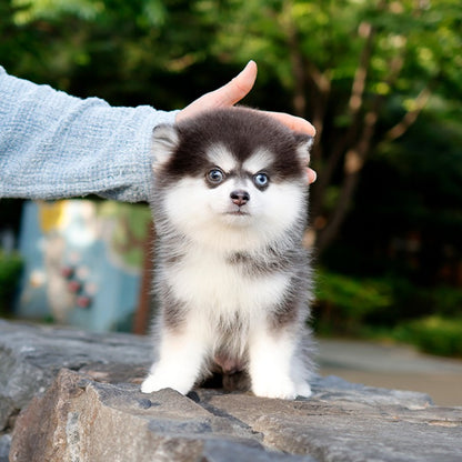 Pomsky -Haneul (Male)