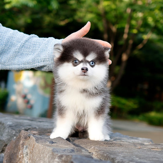 Pomsky -Haneul (Male)