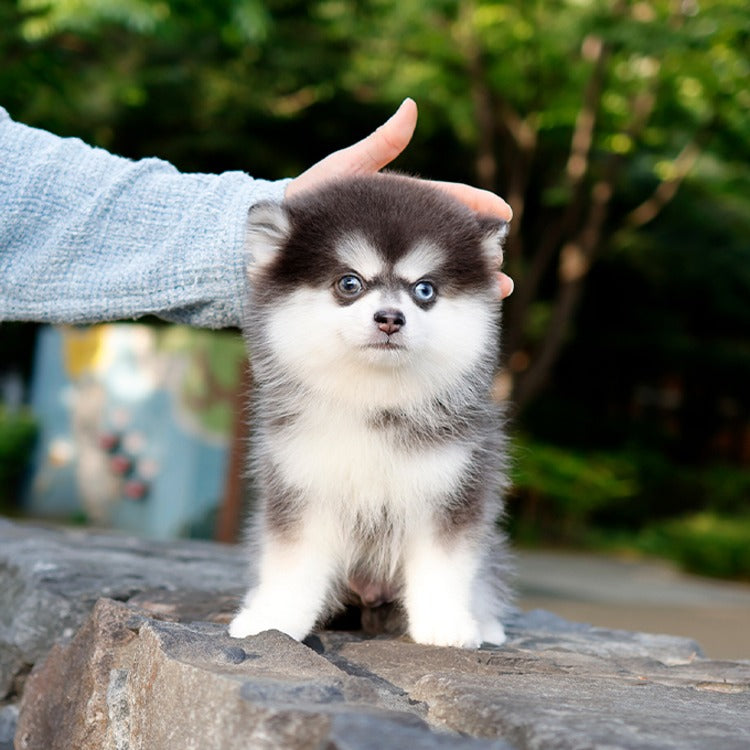 Teacup Pomsky male puppy available at Cute Ptiga