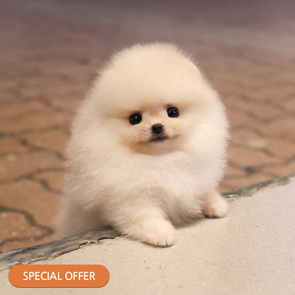Pomeranian - Saerom (Female) $2400