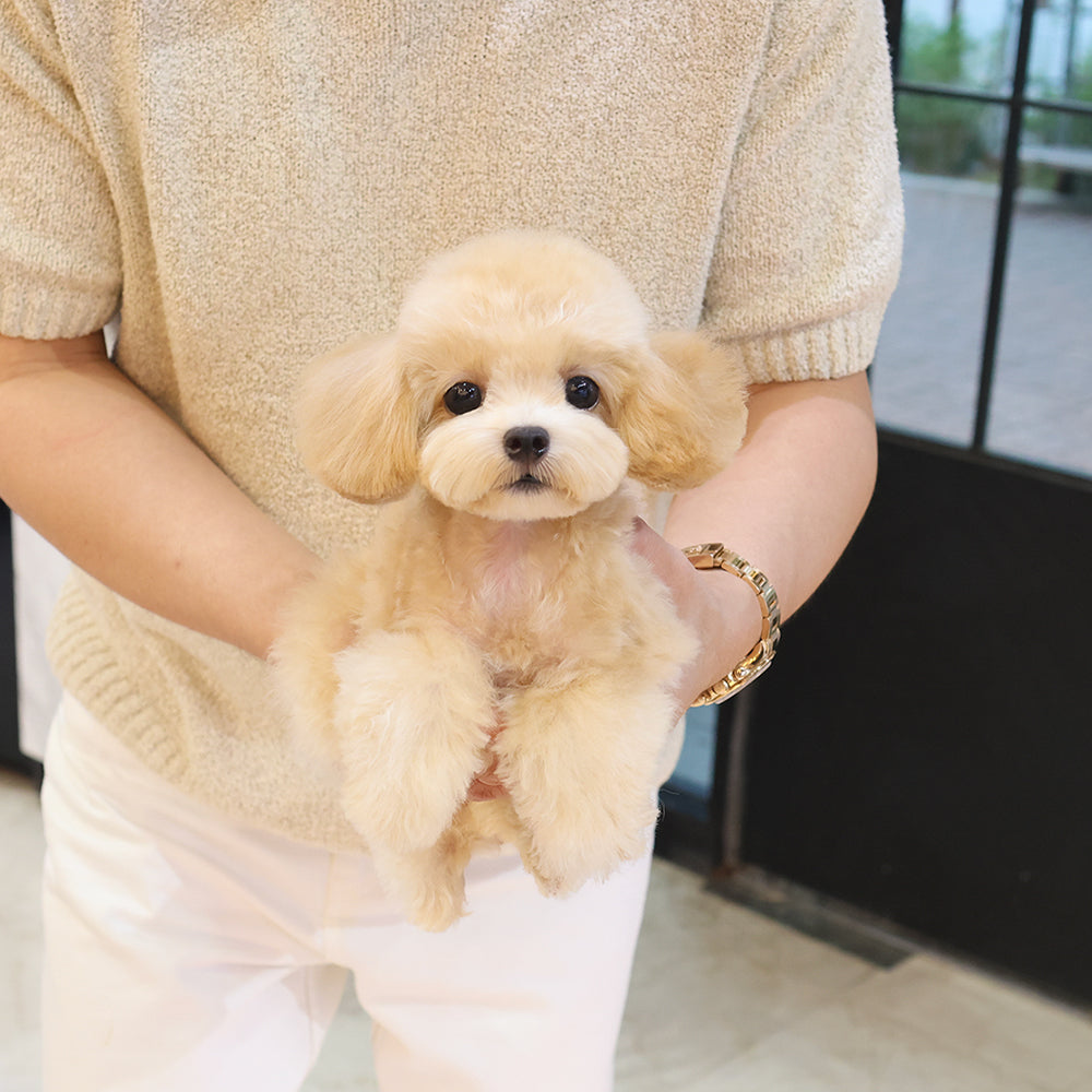 Poodle - Bomi (Female) $4000