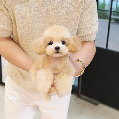 Poodle - Bomi (Female) $4000