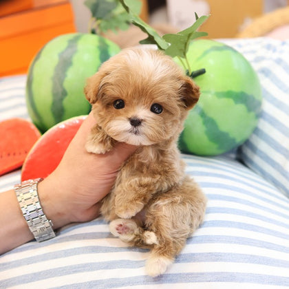 Maltipoo - Cherry (Hembra)