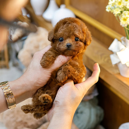Poodle - Rati (Female) $3000
