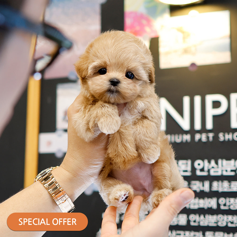 Maltipoo - Saida (Female) $2300