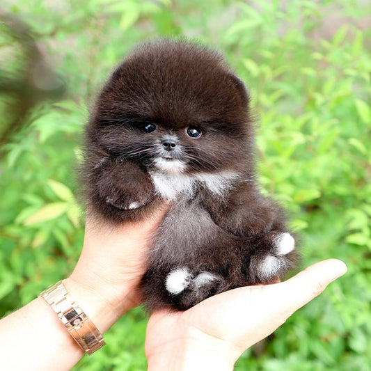 Pomeranian - Rachi (Female)