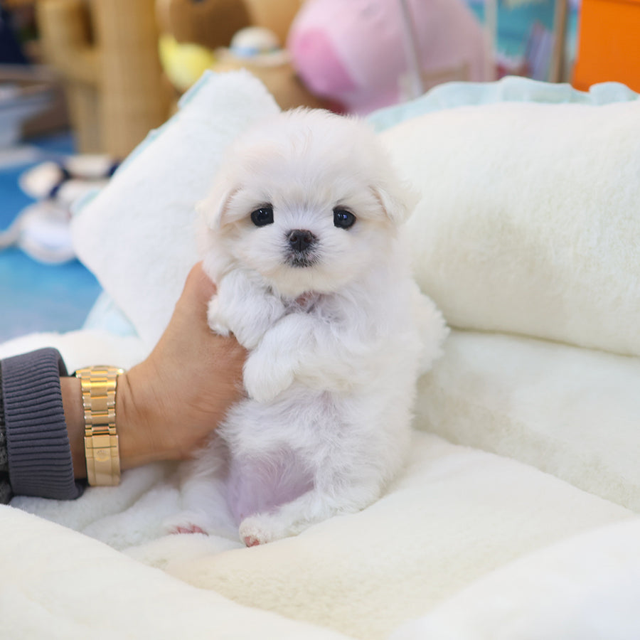 Teacup Maltese female puppy available at Cute Ptiga