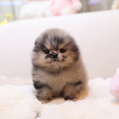 Pomeranian - Ttitti (Female) $3800