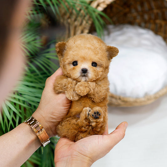 Poodle - Kongsun (Female)