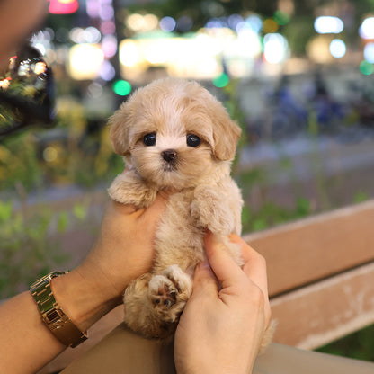 Maltipoo - Tori (Female)$3000