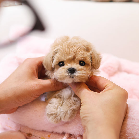Maltipoo - Arang (Female)