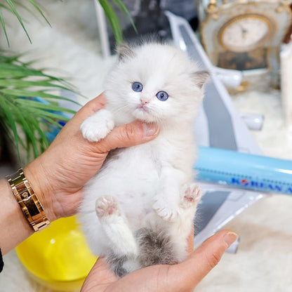Ragdoll - Karina (Male)