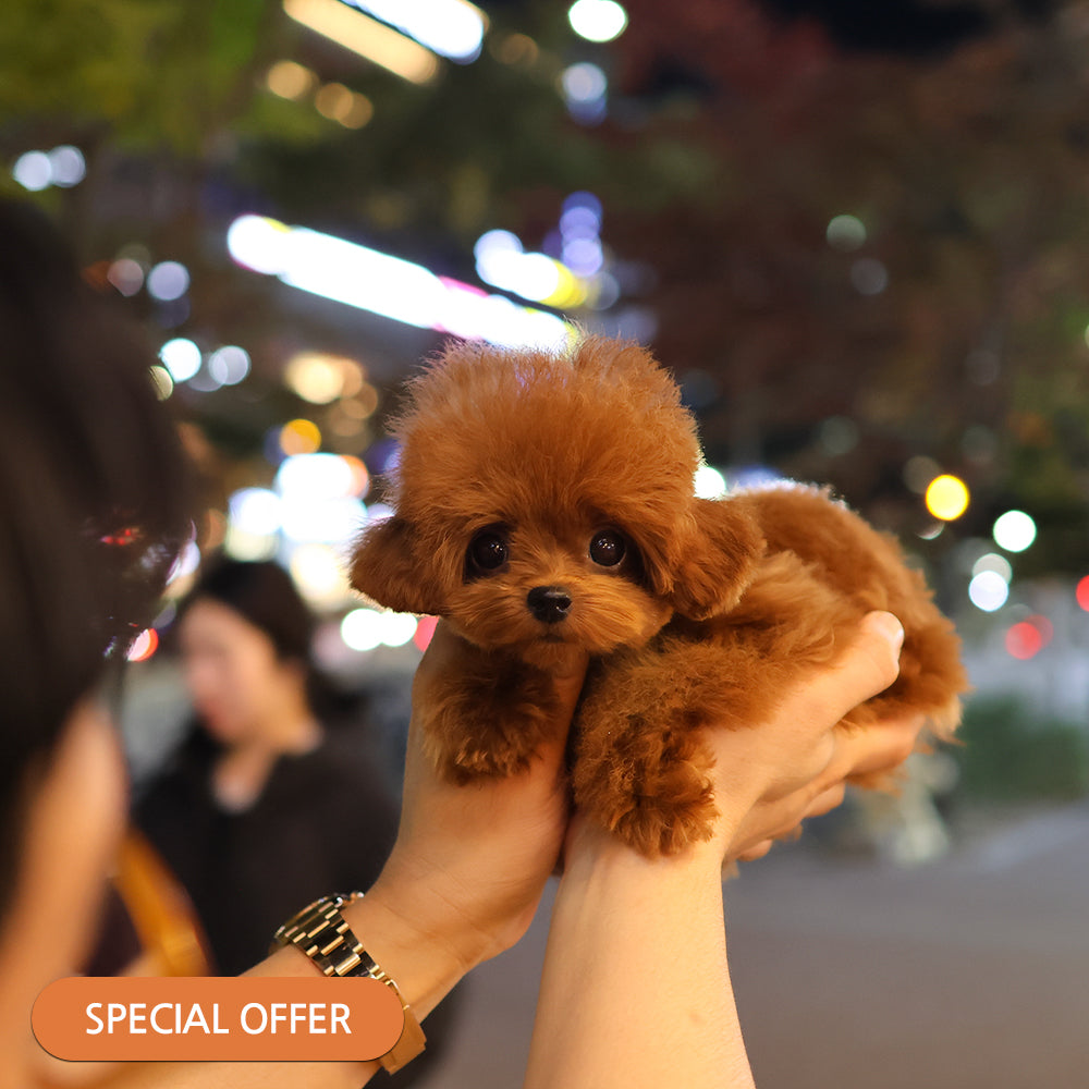 Poodle - Sera (Female) $3500