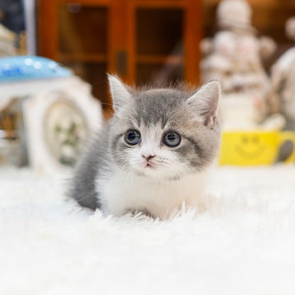 Munchkin - Winteo (Male)