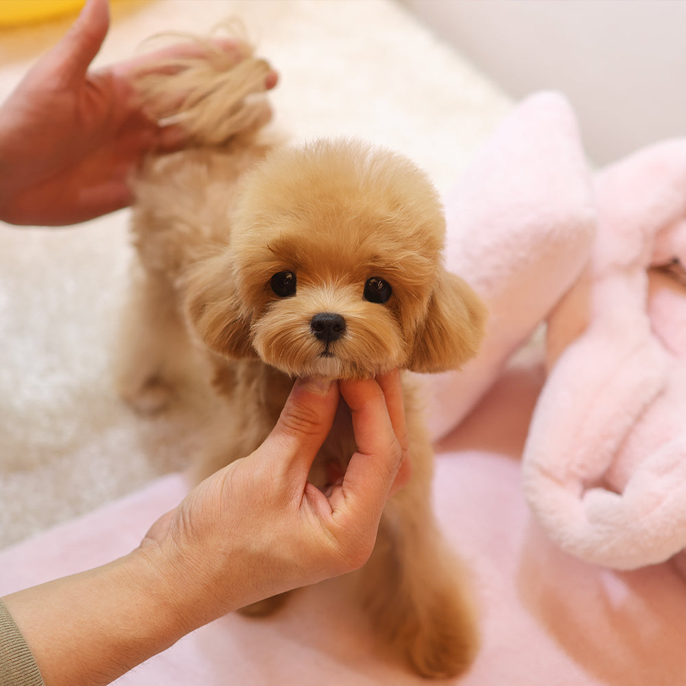 Poodle - Lani (Female) $2700