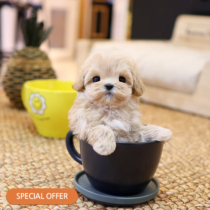 Maltipoo - Ttodong (Female) $2500