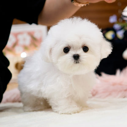 Bichon Frise - Puti (Male)