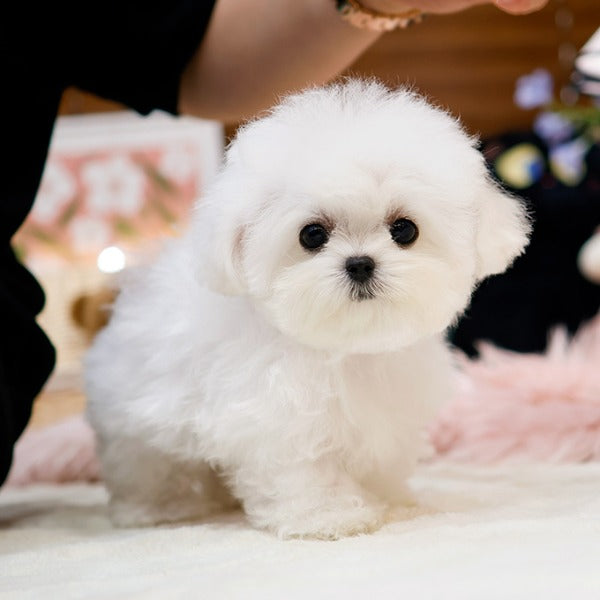 Teacup Bichon Frise male puppy available at Cute Ptiga