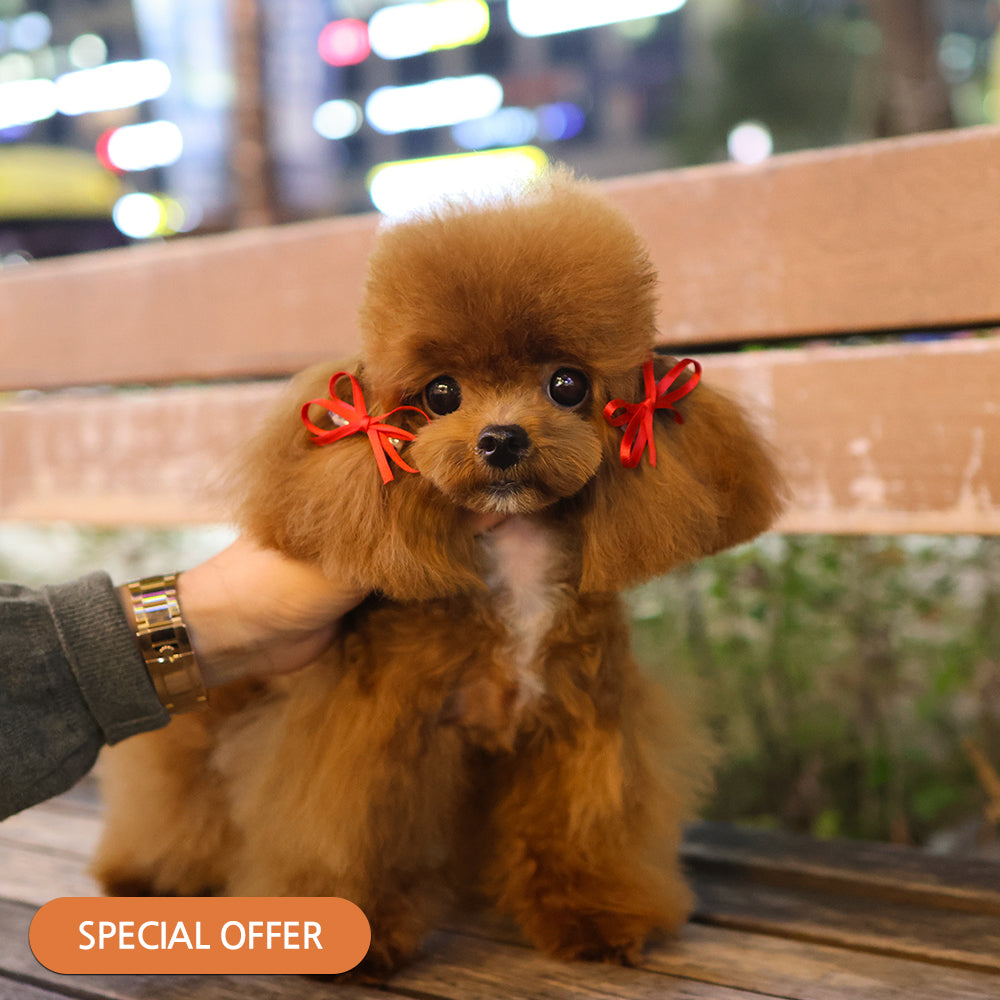 poodle - Darong (Male) $3400