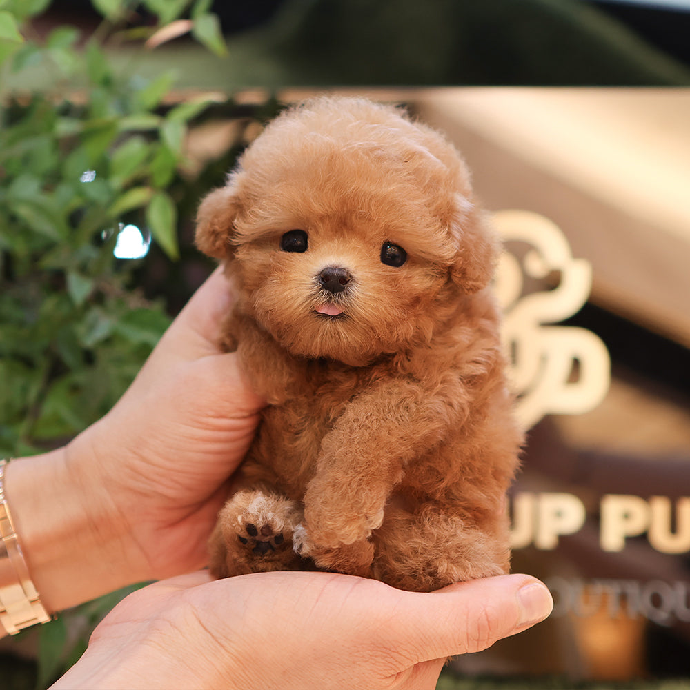 Poodle - Ari (Female) $3800