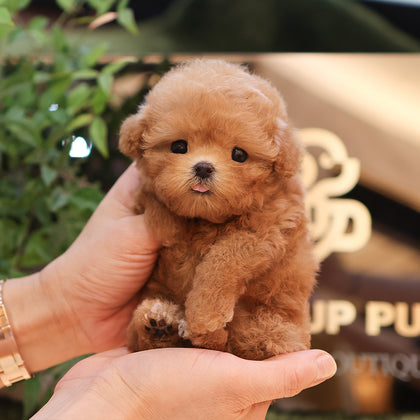 Poodle - Ari (Female) $3800