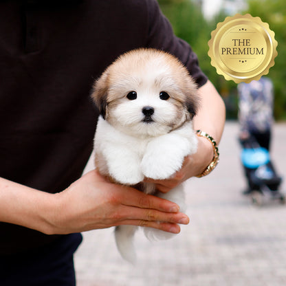 Coton de Tulear - Mase (Male) $4700