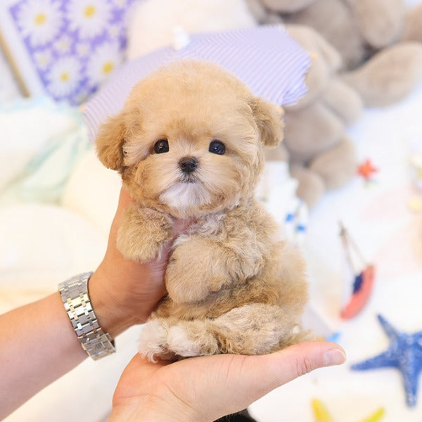 Poodle - Aengdoo (Female)