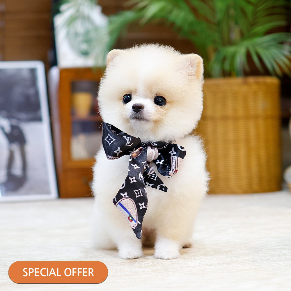 Pomeranian - Ajeol (Female) $2300