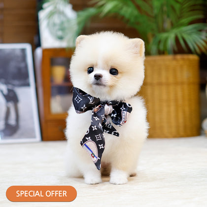 Pomeranian - Ajeol (Female) $2300